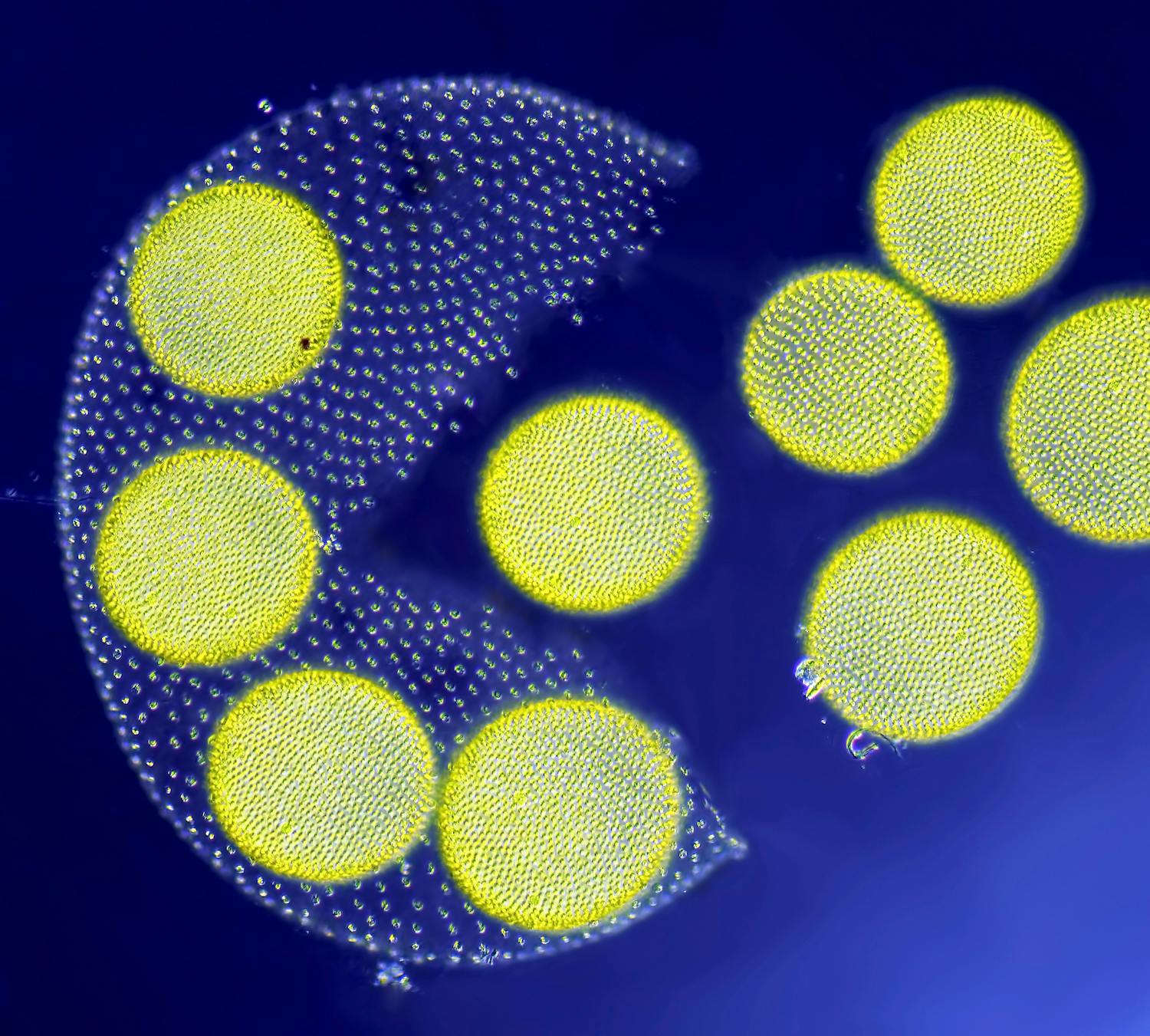 3. sija: Living Volvox algae releasing its daughter colonies Elävää viherlevää, Jean-Marc Babalian, Small World